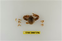 藏品(寬額斑玉蟹)的圖片